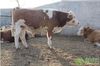 养牛课堂：中草药在肉牛养殖过程中的好处