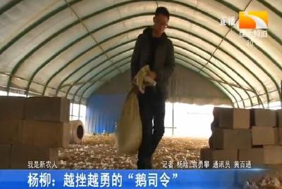 杨柳: 越挫越勇的 “鹅司令”