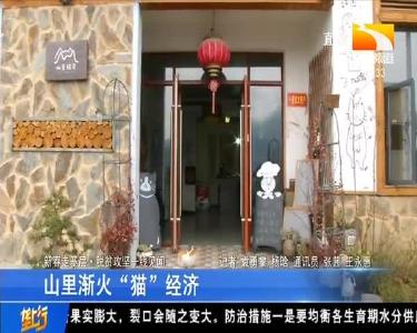 山里渐火“猫”经济