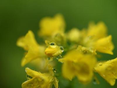 湖北宣恩：腊月花争艳