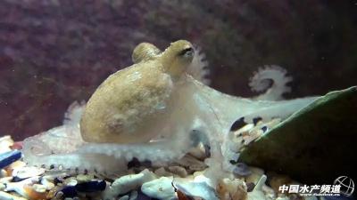 又一条“鱼”取得重大突破，消费量巨大，养殖潜力无穷！