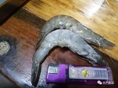 广西大妈养虾：生石灰+益生菌，轻松赚十几万！