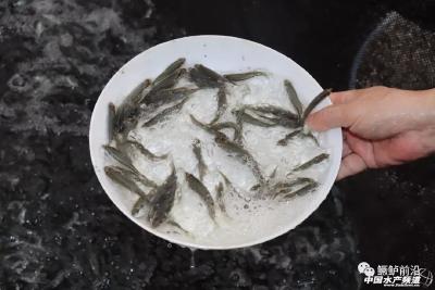 湖北省关于发布“菜篮子”产品供货信息（水产品及苗种）的通告