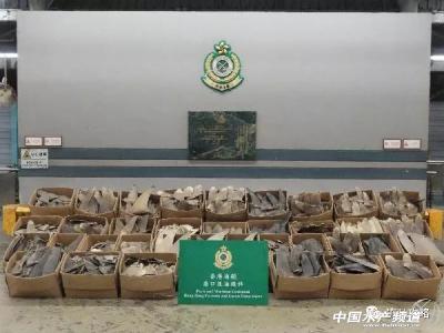 香港海关检获502公斤疑受管制属濒危物种干鱼翅！