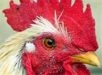 美国史上最顽强的无头鸡，活蹦乱跳18个月，主人靠此大发一笔横财