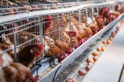 新型冠状病毒感染的肺炎疫情对家禽养殖业的影响和建议