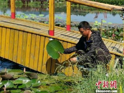 湖北一农民自创鱼菜共生生态种养系统