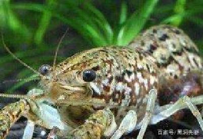 小龙虾基因突变，大量繁殖入侵德国，当地人打死也不愿意吃
