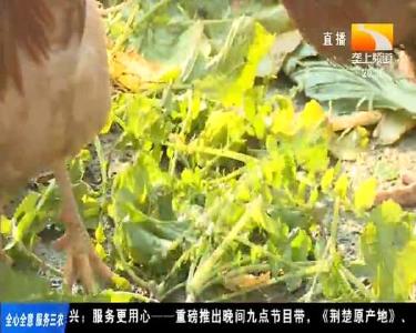 700多只土鸡盼销售 快来帮帮他