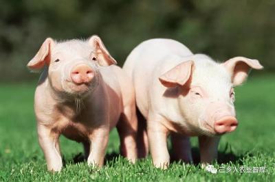 2020年养猪挣钱吗？这些问题还需重视