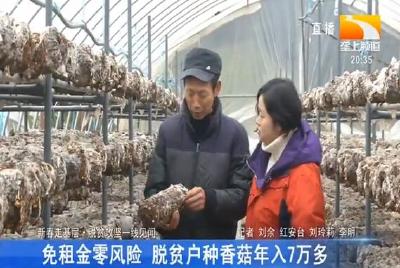 免租金零风险 脱贫户种香菇年入7万多