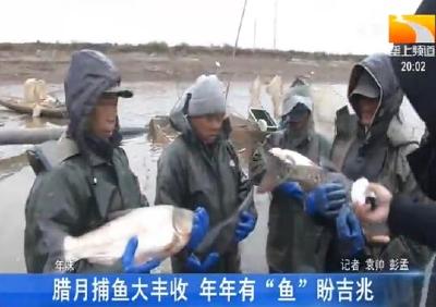 腊月捕鱼大丰收 年年有“鱼”盼吉兆
