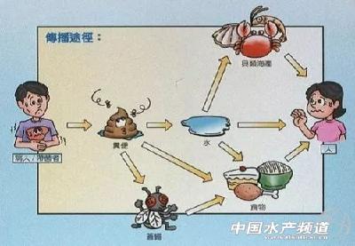 新冠病毒或存粪口传播风险，但不会感染鱼类