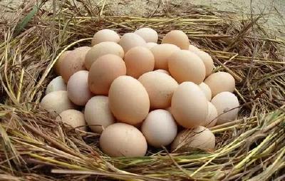 好消息！每吨鸡蛋补贴250元！湖北开启收储补贴政策！