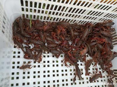 在小龙虾养殖过程中，是不是水越深越好，养殖户如何调控水位？