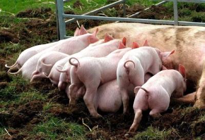 猪肉价格不会涨！农业农村部：生猪生产稳步恢复