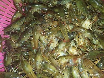 春季对虾田的水温调节难点在哪里？对小龙虾的生长有哪些影响？