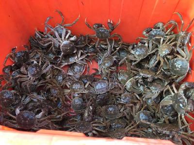 湖北洪湖养殖户：封路阻物流 螃蟹长过季每天死几十斤