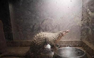 湖北将成立联合清查专班 彻查市场存量野生动物肉制品和活体