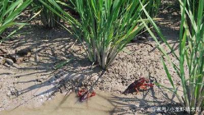 稻田养虾一旦市场不好时，挖过的沟渠应该怎么办？