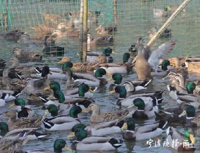 绍兴鸭子出征巴基斯坦？卢立志研究员回应：这波蝗灾，中国的鸭子赶不上了