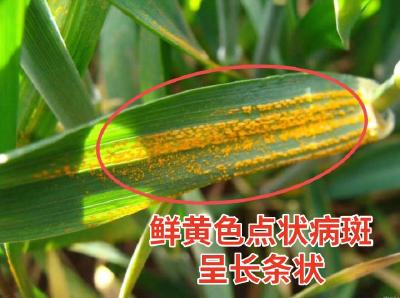 小麦15种常见病害及防治方法