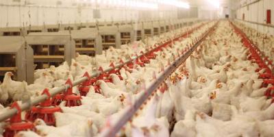 湖北家禽行业全线告急：卖不出去的13亿枚鸡蛋