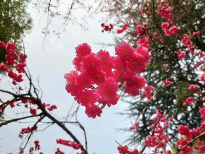 武汉大学的早樱，开了！樱花将灿，平安凯旋