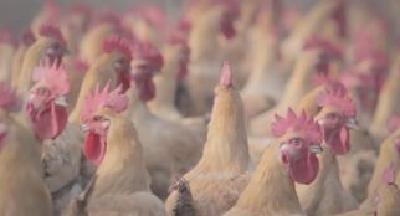 武汉的“菜篮子”装得满吗？ 看了这篇你就放心了！