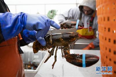 美国龙虾业期待重返中国市场 