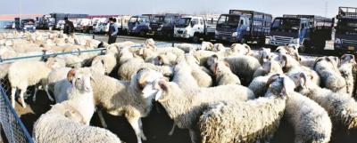 疫情对我国养羊业影响不小 养殖户请理性分析市场谨慎补栏