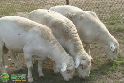 科学养羊注意事项有哪些？专业经验分享！