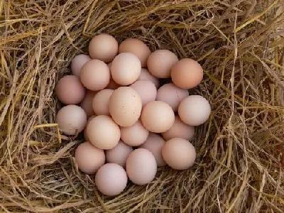 湖北省农业农村厅发布“菜篮子”产品供货信息 （鸡蛋）通告
