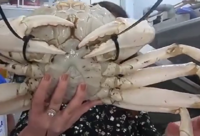 见识下泰国的“白金”螃蟹，一只3000元，肉质鲜嫩无比