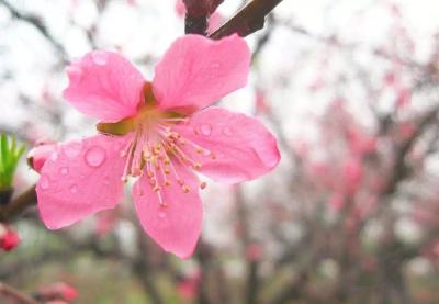 桃树花前该不该浇水？