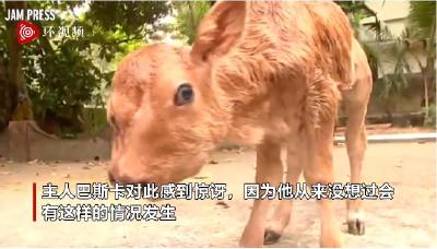 印度小牛生下来有四只眼睛两张嘴 主人家成“旅游打卡地”