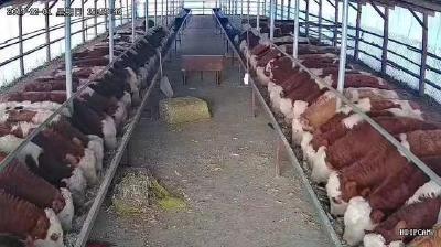 疫情已造成肉牛牦牛产业直接经济损失至少170亿