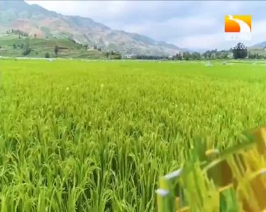 垄上行 2020-03-25