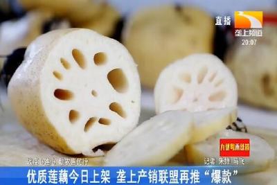 优质莲藕今日上架 垄上产销联盟再推“爆款”