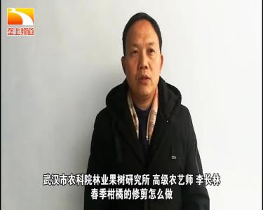 战疫情保春耕 | 荆楚农时课：春季柑橘的修剪怎么做？