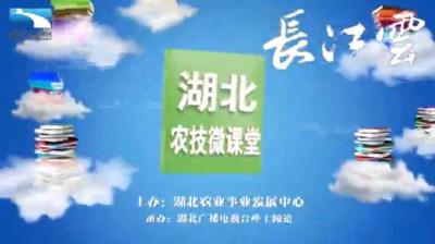 战疫情保春耕 | 湖北农技微课堂：草鱼冬春季的瘟病如何防治？
