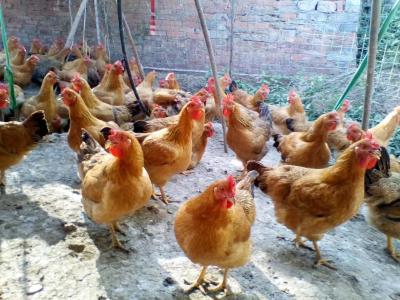 发改委、农业农村部联合发文：要加强对禽肉生产的扶持 鼓励地方临时收储禽肉