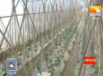 武汉东西湖：代种代管 600亩蔬莱大棚恢复生产