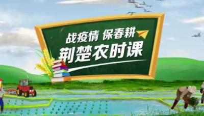 战疫情保春耕|荆楚农时课：抢时播种马铃薯