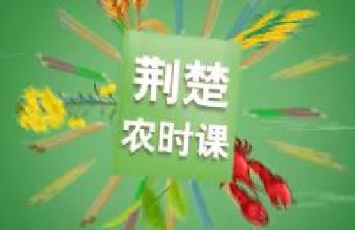 战疫情保春耕 | 荆楚农时课：果树幼苗移栽及萌芽前果园管理