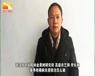 战疫情保春耕 | 荆楚农时课：春季柑橘病虫害防治怎么做？