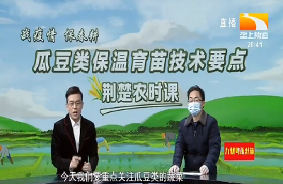 荆楚农时课：瓜豆类保温育苗技术要点