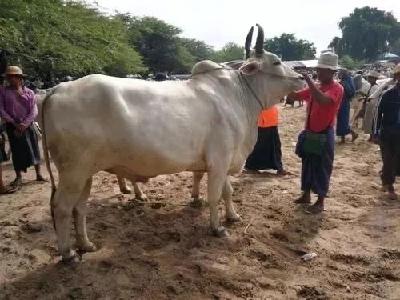老挝欲从缅甸进口15万头活牛然后转手卖往中方