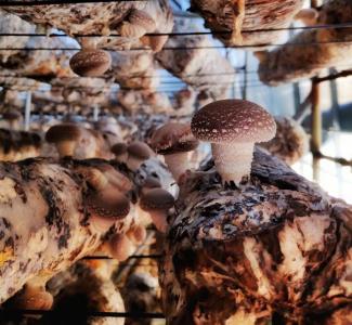 疫情防控期间香菇生产管理注意事项