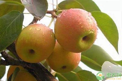 梨树想高产？施肥是关键！梨树高产施肥时间及方法